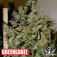 Green Label Seeds Big Jack